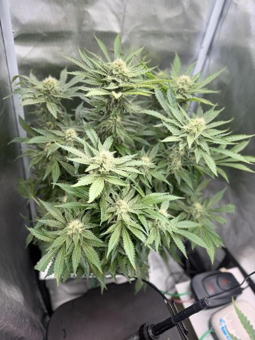 Early Skunk. Week 11