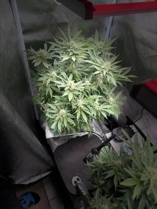 Early Skunk. Week 11