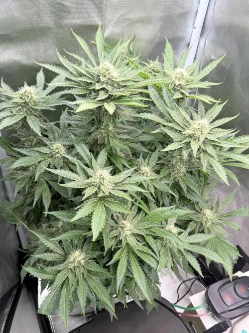 Early Skunk. Week 11