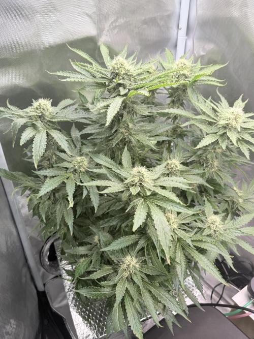 Early Skunk. Week 11