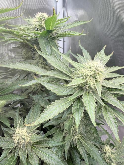 Early Skunk. Week 11