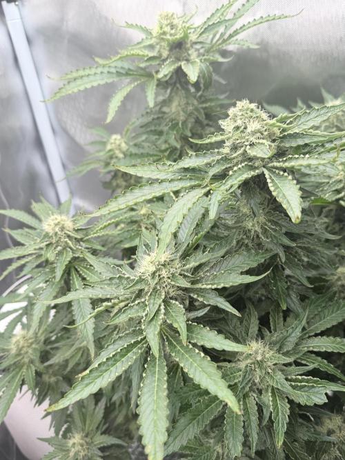 Early Skunk. Week 11