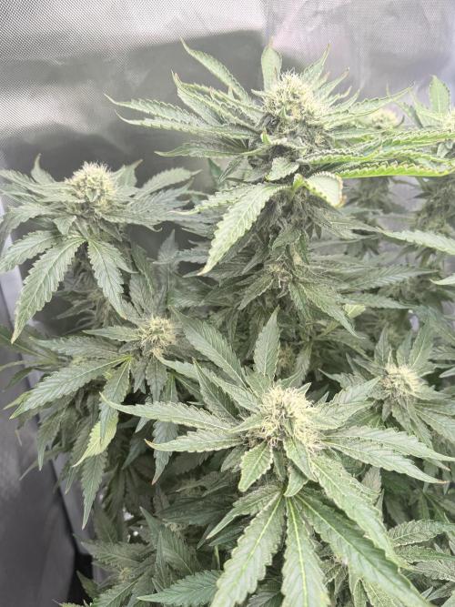 Early Skunk. Week 11
