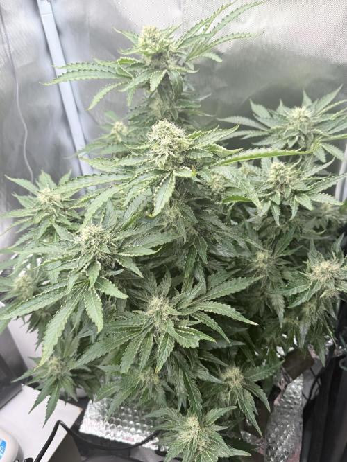 Early Skunk. Week 11