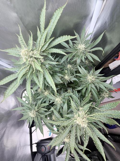 Early Skunk. Week 11