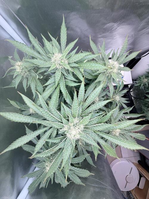 Early Skunk. Week 11