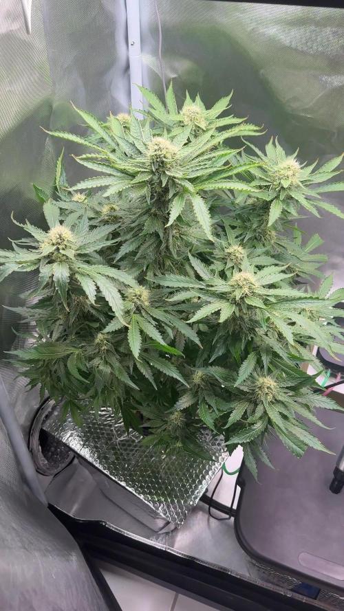 Early Skunk