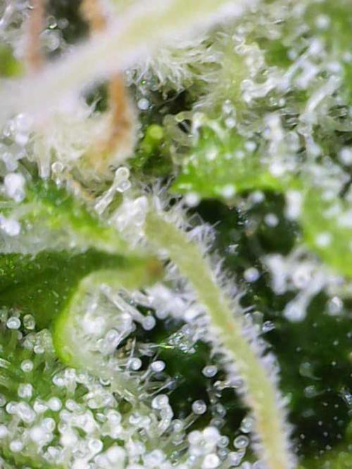 Early Skunk. Week 11