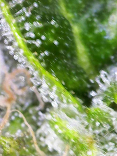 Early Skunk. Week 11