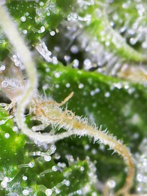 Early Skunk. Week 11