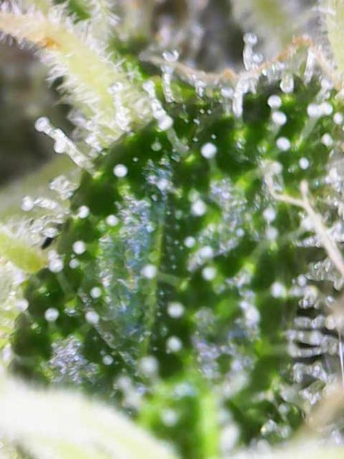 Early Skunk. Week 11