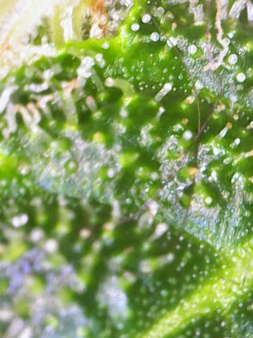 Early Skunk. Week 11