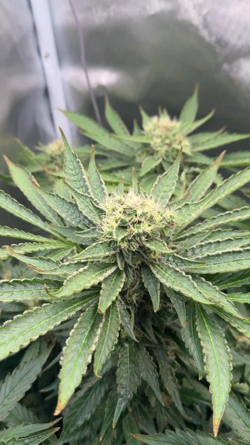 Early Skunk
