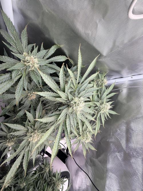 Early Skunk. Week 12