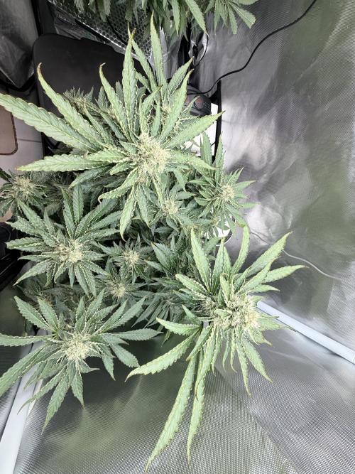 Early Skunk. Week 12