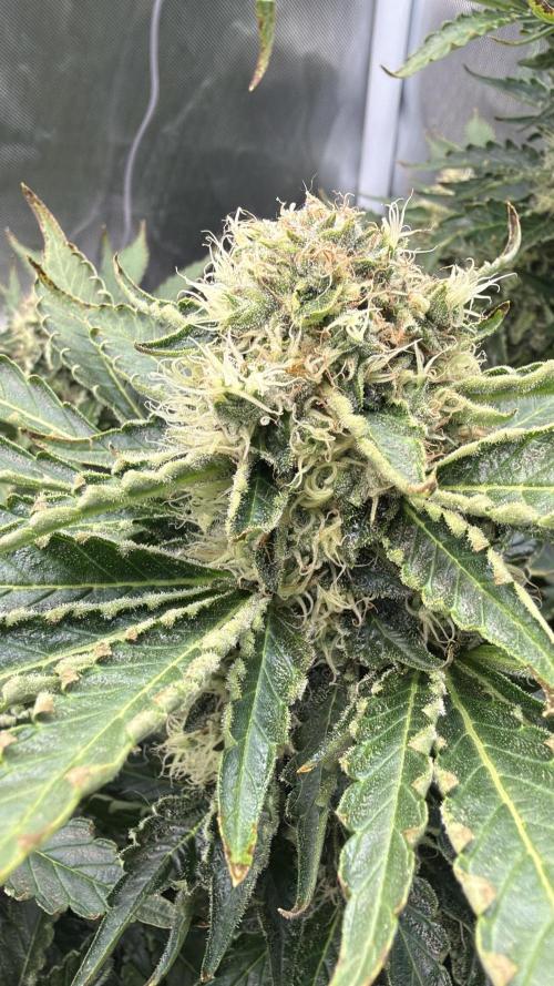 Early Skunk. Week 12