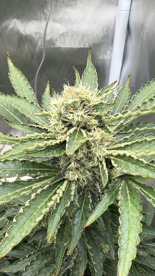 Early Skunk. Week 12