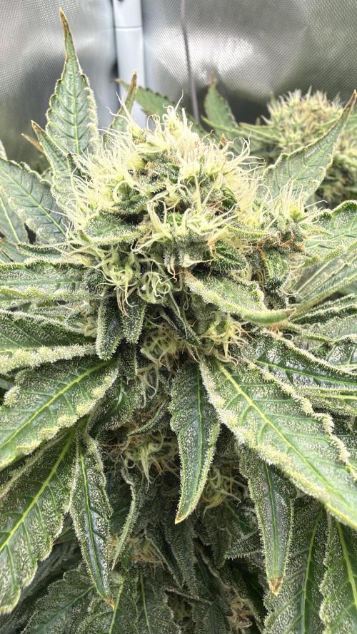 Early Skunk. Week 12