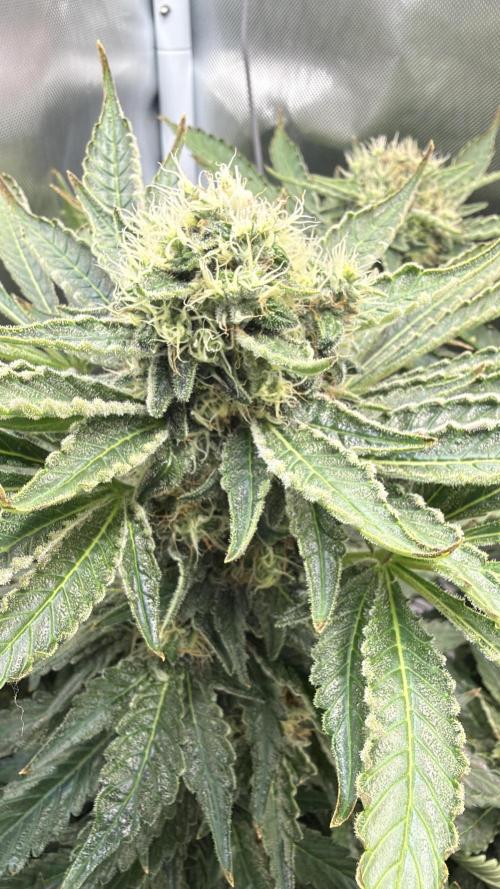 Early Skunk. Week 12