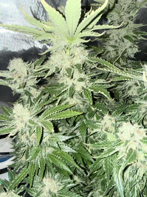 Early Skunk. Week 13