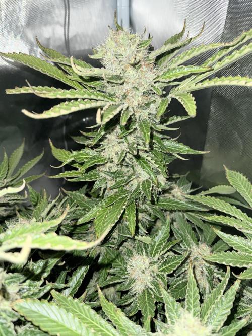 Early Skunk. Week 13