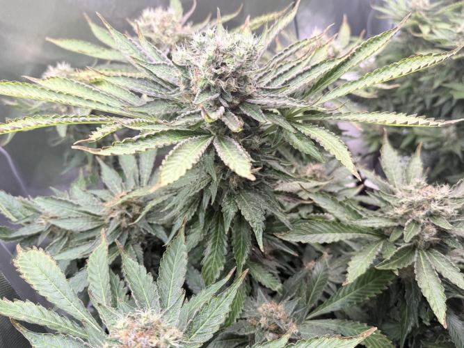 Early Skunk. Week 13