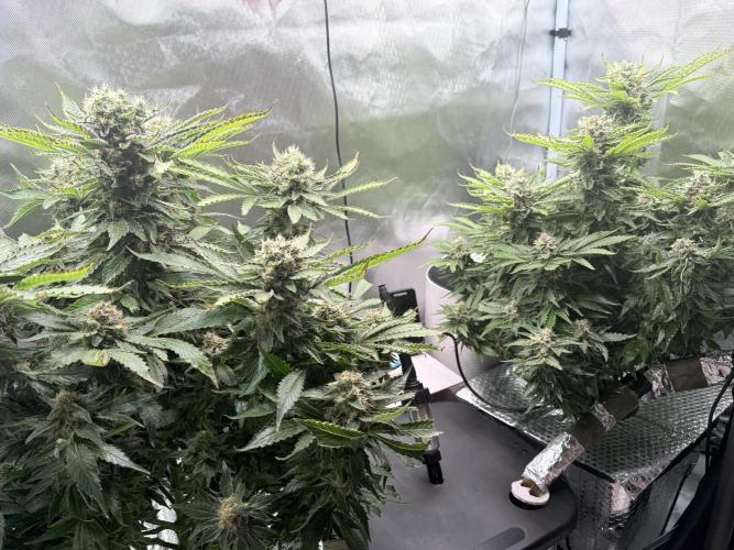 Early Skunk. Week 13