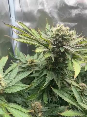 Early Skunk