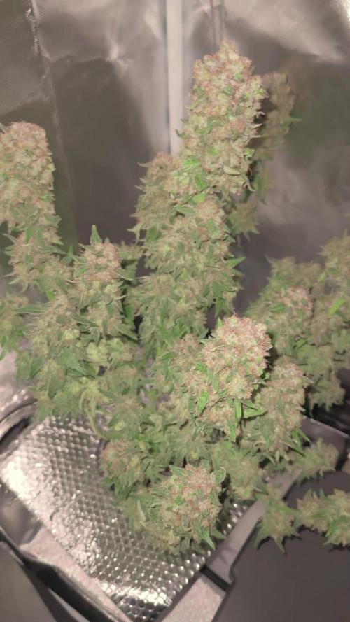 Early Skunk