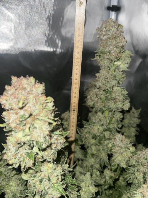 Early Skunk. Week 14