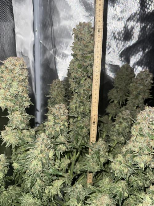 Early Skunk. Week 14