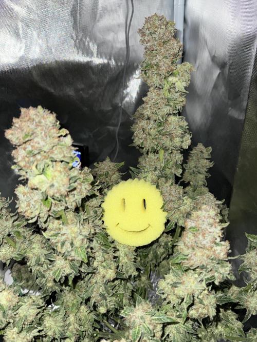 Early Skunk. Week 14