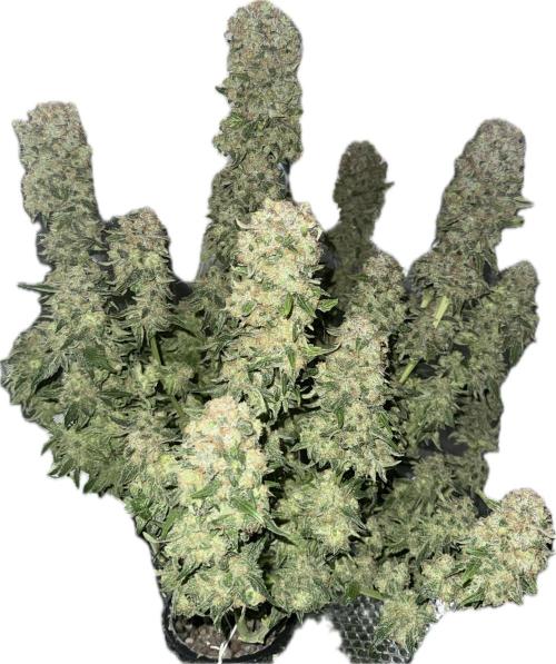 Early Skunk. Week 14