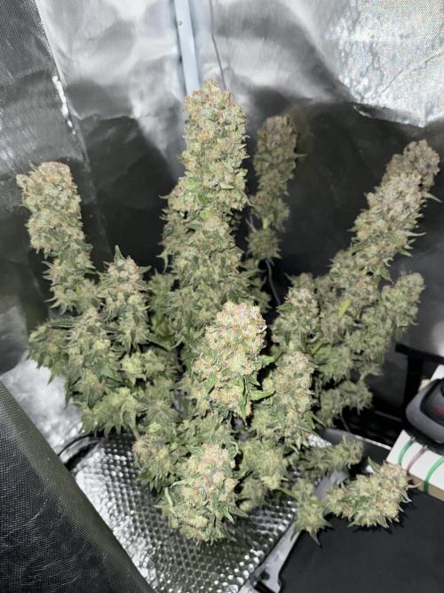 Early Skunk. Week 14