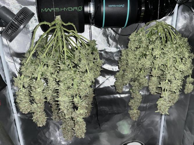 Early Skunk. Week 14