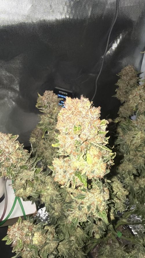 Early Skunk. Week 14