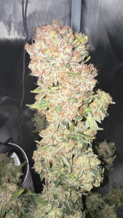 Early Skunk. Week 14