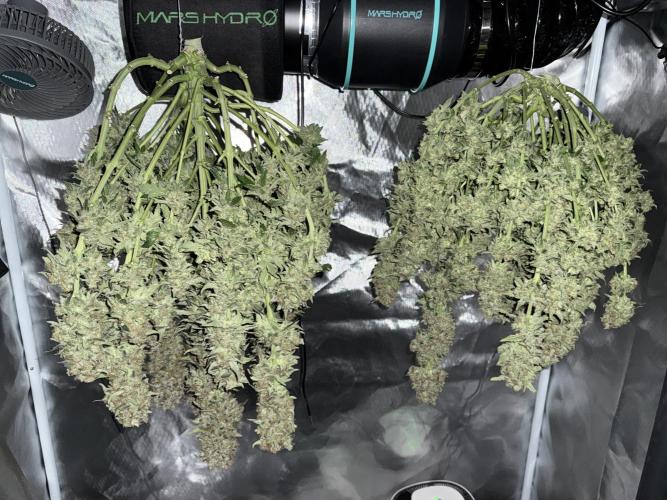 Early Skunk. Week 14