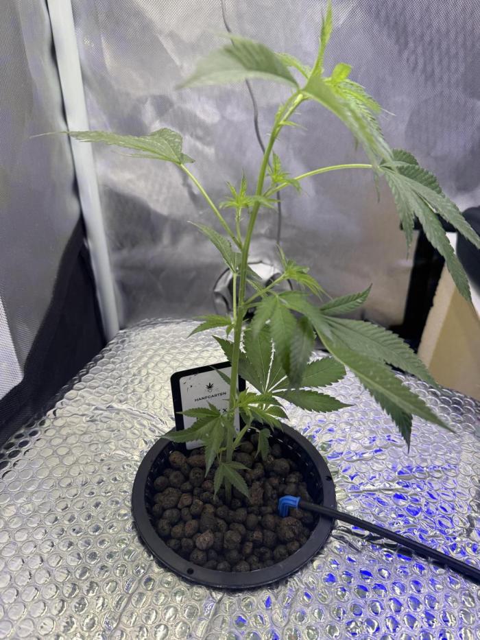 Runtz x Layer Cake by Enki. Week 3