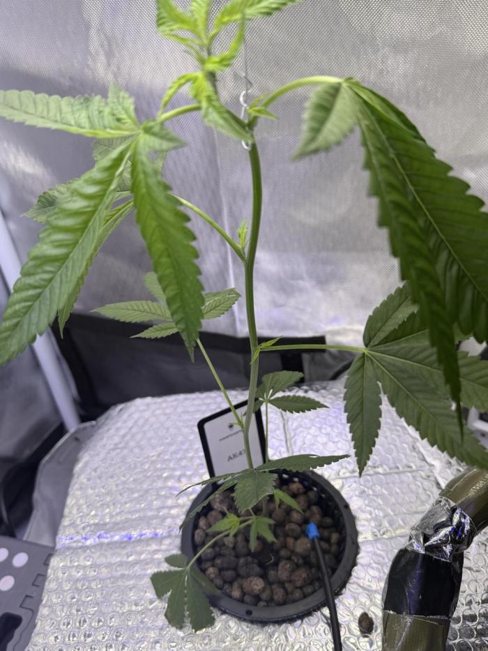 AK47 by Enki. Week 3