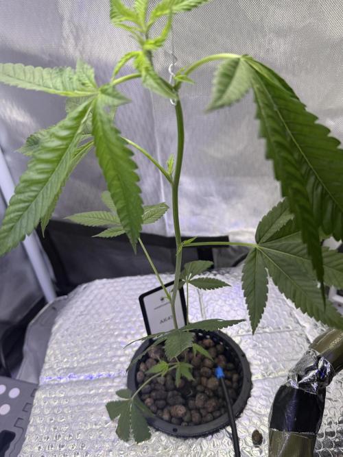 AK47 by Enki. Week 3