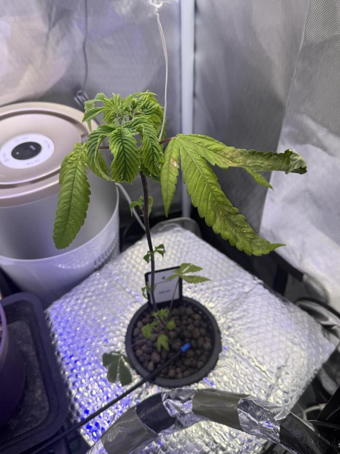 AK47 by Enki. Week 4