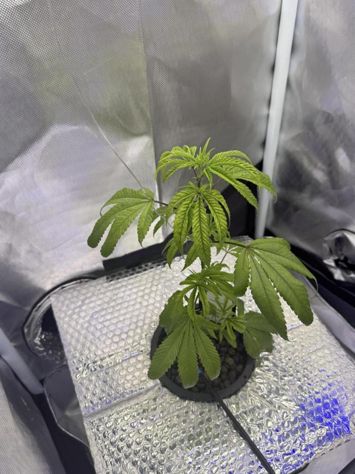 Runtz x Layer Cake by Enki. Week 4