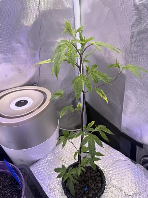 Runtz x Layer Cake by Enki. Week 5