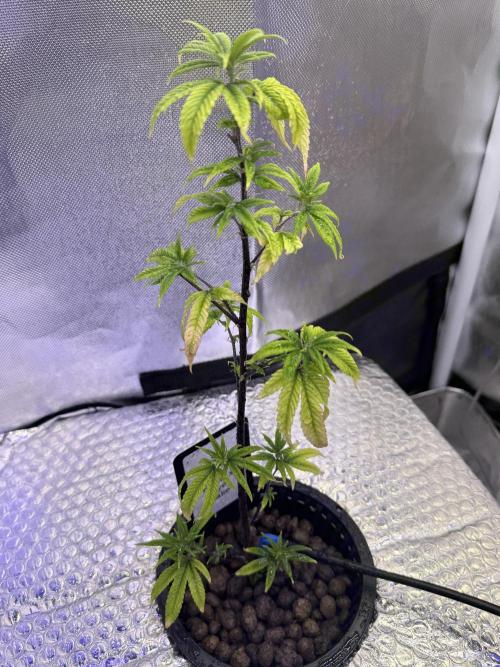 Runtz x Layer Cake by Enki. Week 5