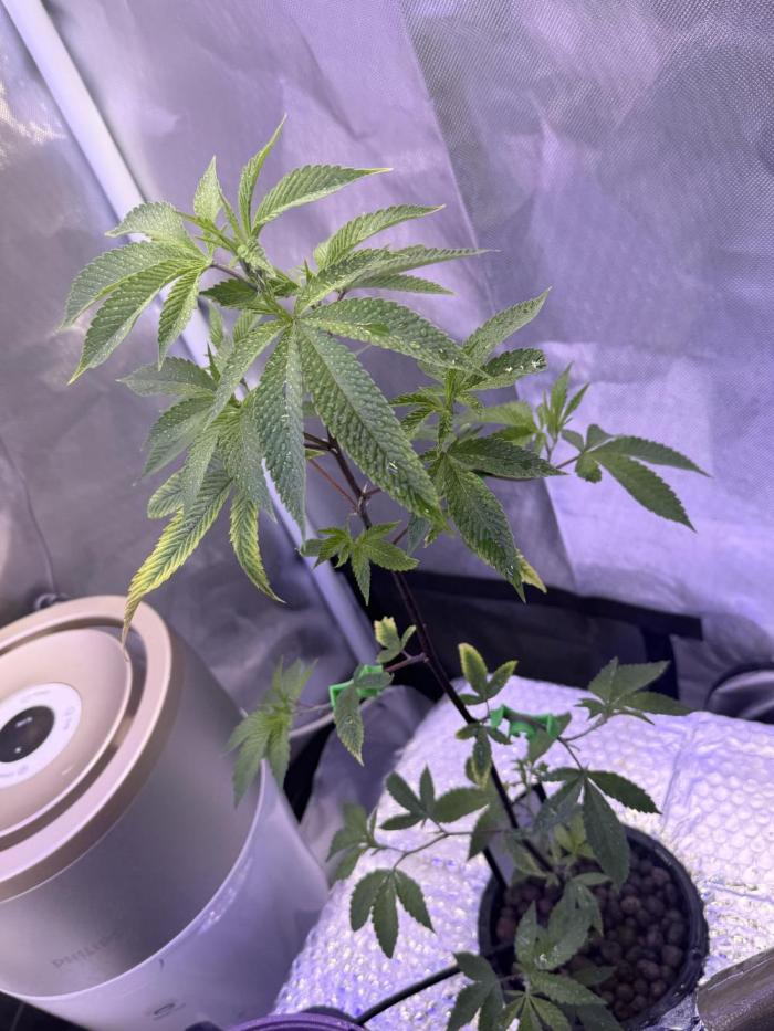 AK47 by Enki. Week 6