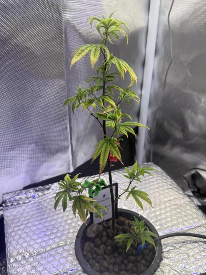 Runtz x Layer Cake by Enki. Week 7