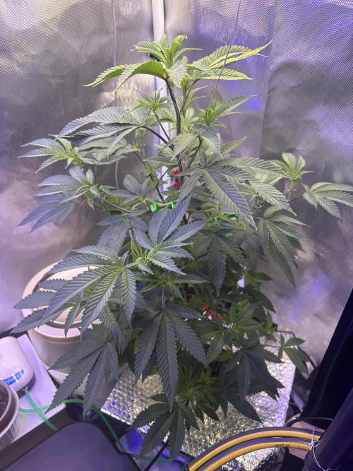 AK47 by Enki. Week 9