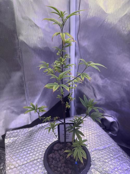 Runtz x Layer Cake by Enki. Week 8