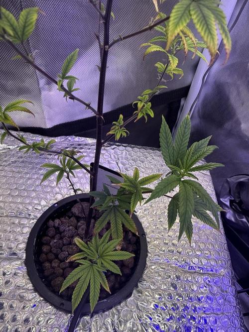 Runtz x Layer Cake by Enki. Week 8